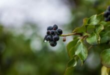 corporate growth metrics analysis