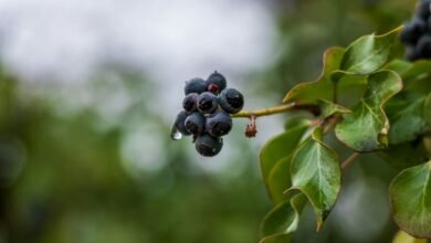 corporate growth metrics analysis