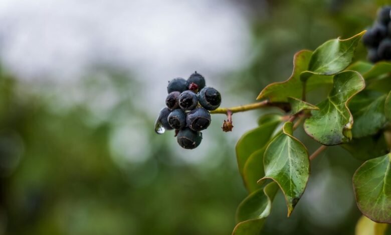 corporate growth metrics analysis