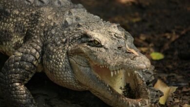 digital apex fusion edge 3490985124