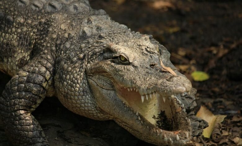 digital apex fusion edge 3490985124